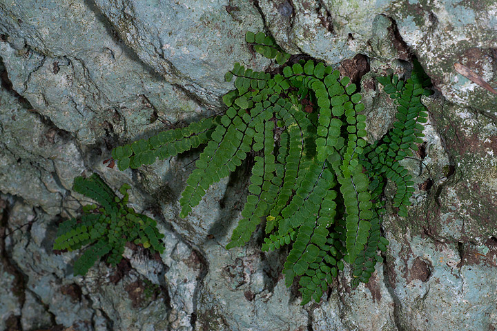 Asplenium trichomanes L. subsp. inexpectans Lovis